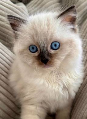 Adorable FluffyKitten 1