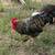 Rooster 2 thumbnail