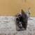 Cats~Pewter~Set of 4~1980s Spoontiques and Enesco~Like New! 5 thumbnail