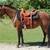2-year-old Missouri Fox Trotter Horse 5 thumbnail