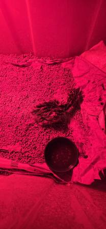 emu chick and hatching eggs 1