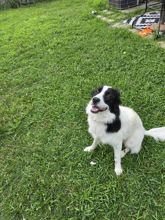 Pyrenees/Border Collie Free 1
