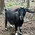 Female Goat 2 thumbnail