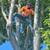 New landscape Removal job design light to med size tree and bush $499 2 thumbnail