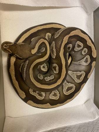Mujer adulta mojave ball python (Brooklyn)63950516472835121