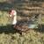 Muscovy duck 1 thumbnail