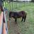 Miniature mule 5 thumbnail