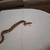 Snakes 1 thumbnail