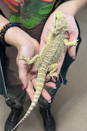 Bearded dragon 2 years old and leopard gecko 1