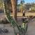 Cactus - Many Established Mature Specimens 20 thumbnail