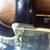 Gibson Memphis ES 135 Blueburst 2004/Hard Shell Case. 12 thumbnail