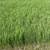 Hay - Clean Fertilized Coastal Bermuda Round Bales 3 thumbnail