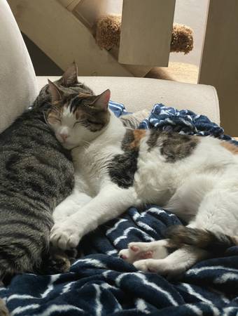 Tabby and Calico female cats need rehoming ASAP (morgan hill)64188537017602124