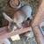 Bunnies 3 thumbnail