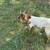Goats  (Billies) 11 thumbnail
