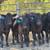 Akaushi/Angus Heifers 1 thumbnail