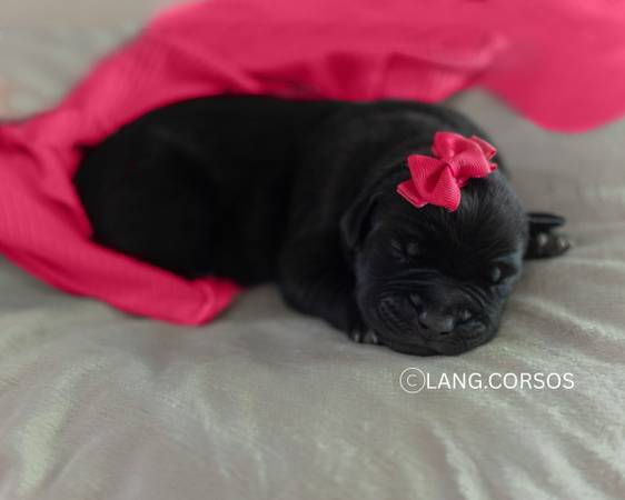 Cachorro Cane corso en adopción (hembra) negro (Amity)63902986961539121