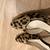 Anne Klein leopard pumps, size 7 6 thumbnail