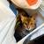 Bengal Kitten for Sale (Female) 8 thumbnail