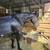 Registered gaited rocky filly 4 thumbnail