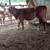 REGISTERED POLLED HEREFORD HEIFERS 6 thumbnail