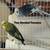 2 Female Parakeets 1 thumbnail