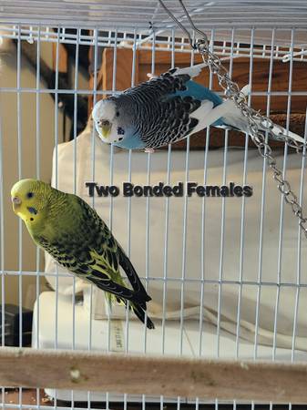 2 Female Parakeets 1