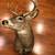 Deer Mount 4 thumbnail