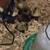Duckling 1 thumbnail