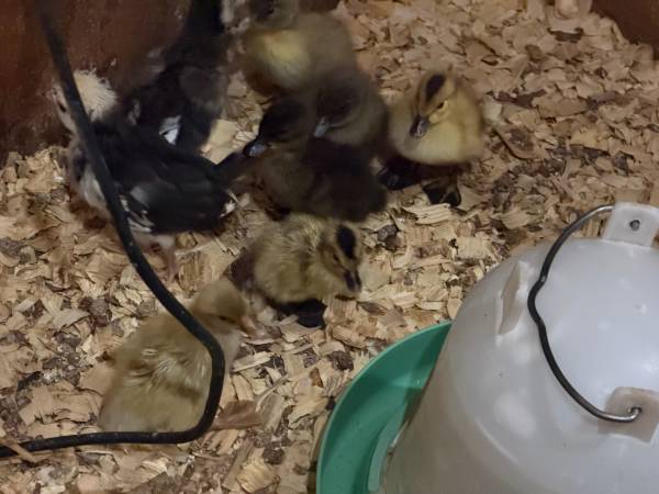Duckling 1