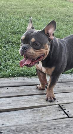 Puppy63859316807169121