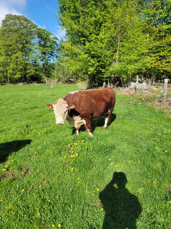 4 yr old hereford bull and heifers - $3,000 (Henniker)63470912853377123