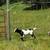 GOAT DOES  AND 2026  WETHERS 3 thumbnail