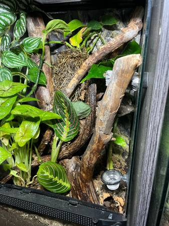 Crested and Gargoyle Geckos (Oklahoma City)63681506211329122