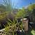 Cactus - Peruvian Apple Pear & Yuccas - Drought Tolerant 4 thumbnail