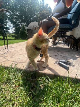 rehoming KITTENS with small adoption fee! (nashville, tn)63664482482305123