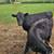 Dexter bull 1 thumbnail