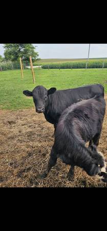 Dexter bull 1