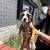 Boxer puppies 9 thumbnail