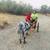 Pony rides on Horses, Unicorns, Minis and Carts 22 thumbnail