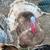*****Turkeys ***** 1 thumbnail