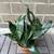 6 inch Snake plant clay ceramic pot w/ saucer 3 thumbnail
