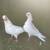 Pakistani pigeons 7 thumbnail