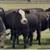 Black Whiteface Replacement Heifers 4 thumbnail