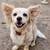 Dog needs loving home 1 thumbnail