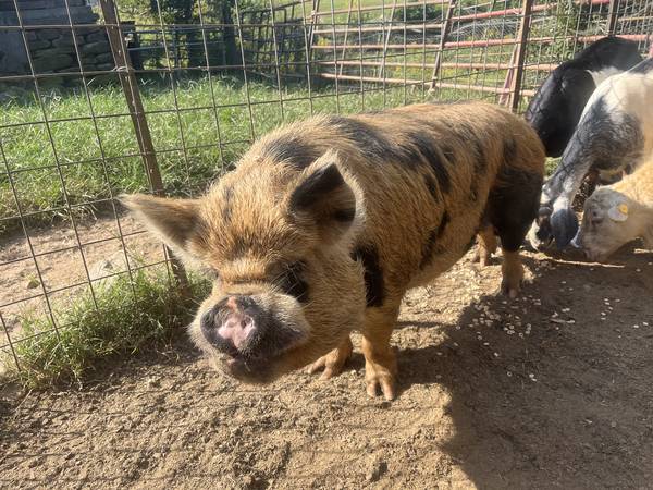 Cerdos Kune Kune en venta (Dryden)575834817635307521