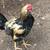 Rooster, Blue egg breed 3 thumbnail