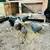 Chickens For Sale 7 thumbnail