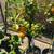 Orange trees 1 thumbnail