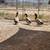 5 months old male ducks 3 thumbnail